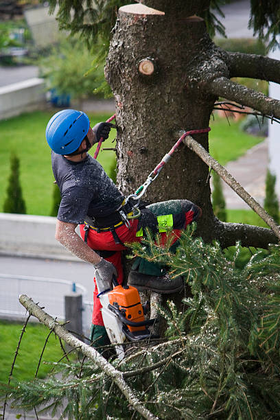 Best Commercial Tree Removal  in Clarkson Valley, MO